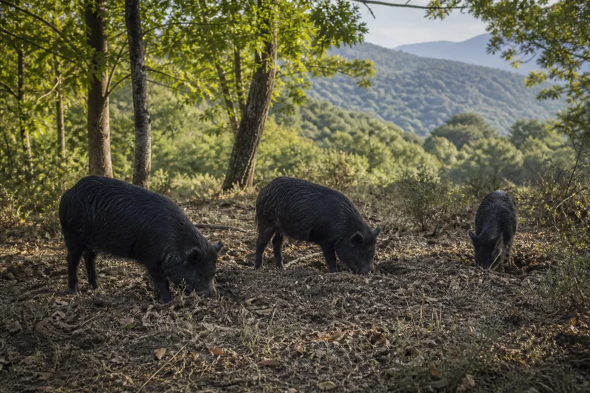 Porcs noirs en semi-liberté sous des chênes dans une clairière des monts Nebrodi