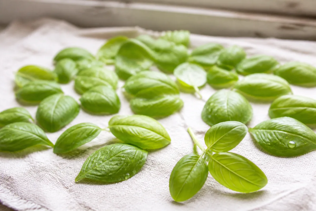 Feuilles de basilic génois fraîchement cueillies posées sur un torchon de lin clair
