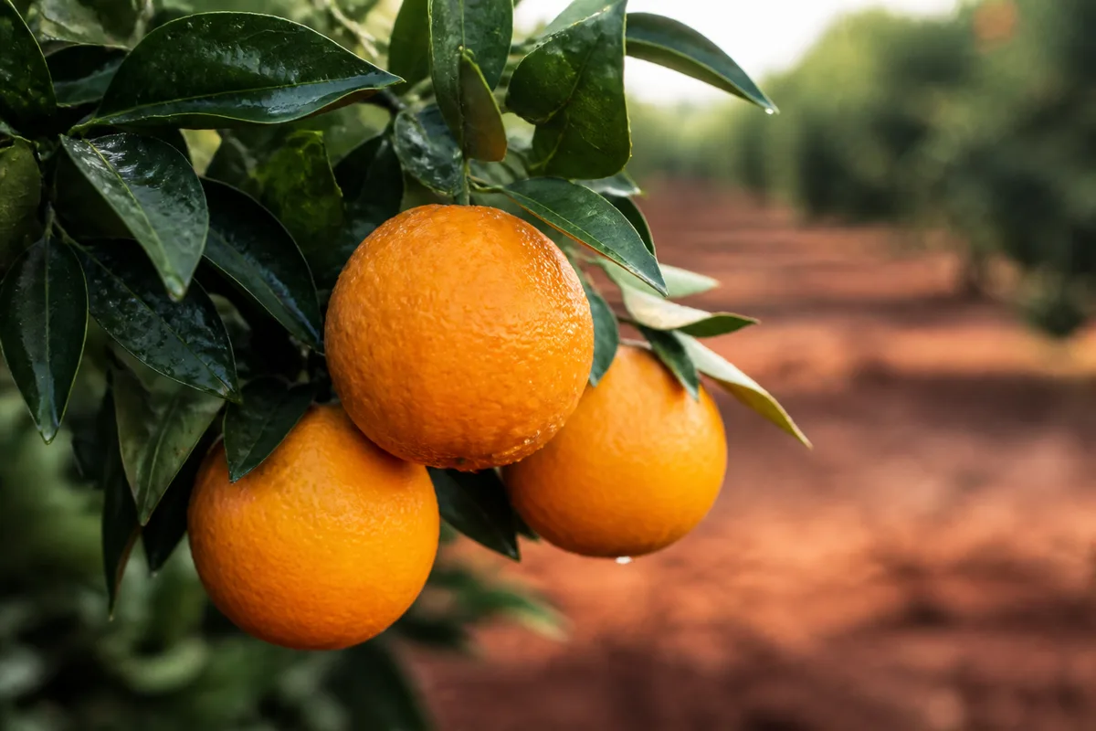Oranger en gros plan, fruits mûrs et feuilles vernissées