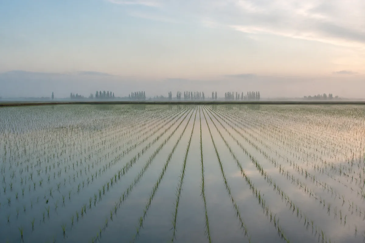 Rizière inondée au petit matin, rangs de jeunes plants reflétés dans une eau immobile